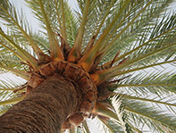 Upward view of palm tree